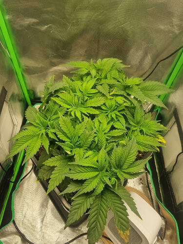 Growreport Bild 7