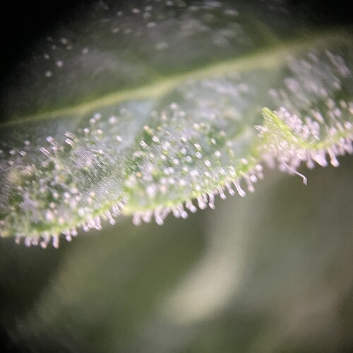 Growreport Bild 13
