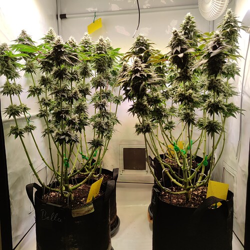 Growreport Bild 13
