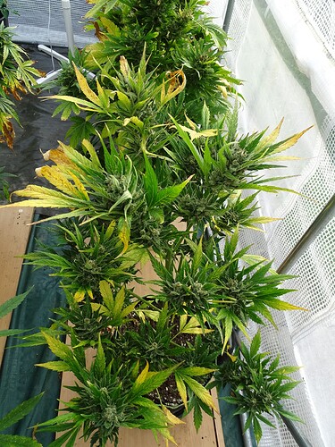 Growreport Bild 34