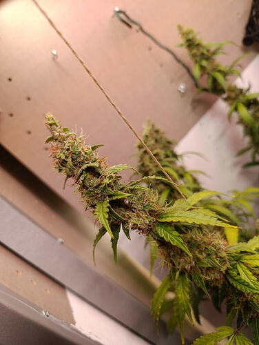 Growreport Bild 14