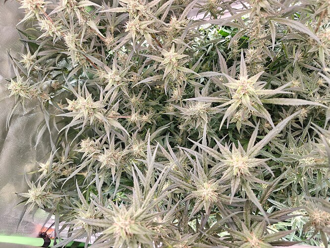Growreport Bild 8