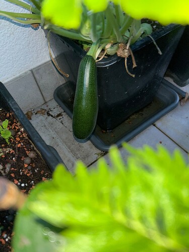Growreport Bild 27