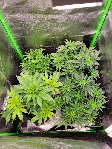 Growreport Bild 7