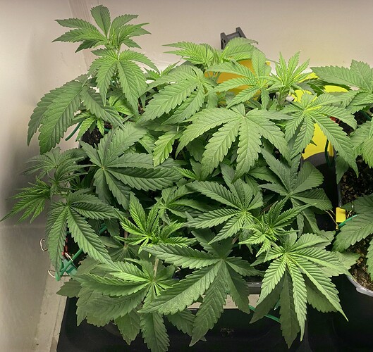 Growreport Bild 15
