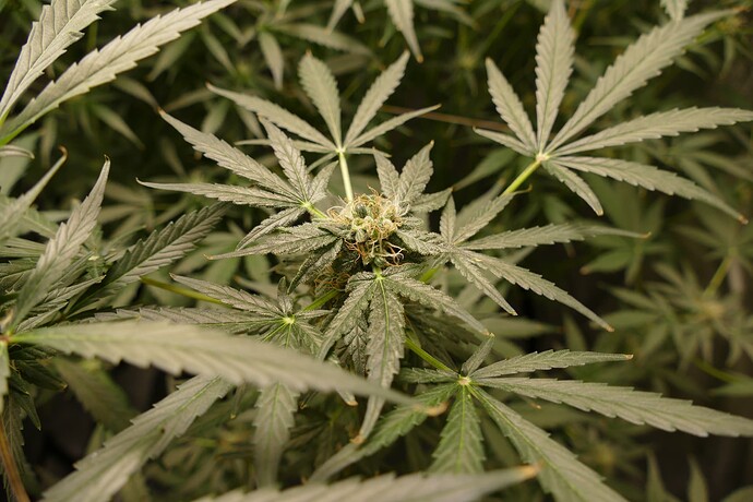 Growreport Bild 4