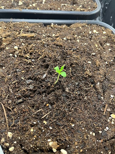 Growreport Bild 3
