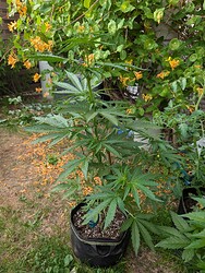 PXL_20250526_171306468