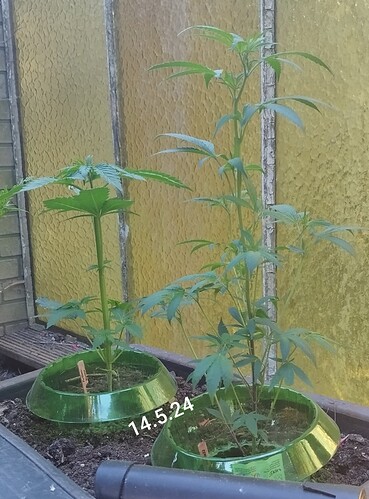 Growreport Bild 13