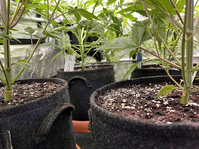 Growreport Bild 1