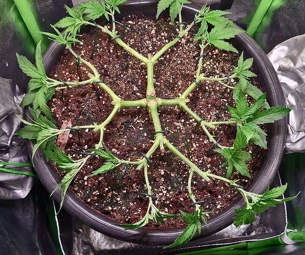 Growreport Bild 12