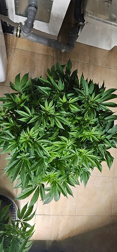 Growreport Bild 6