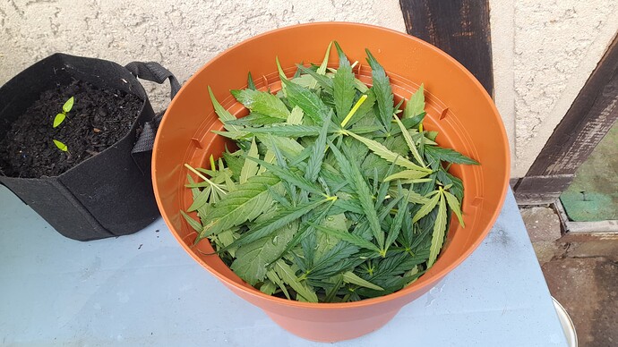 Growreport Bild 49