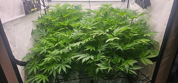 Growreport Bild 6