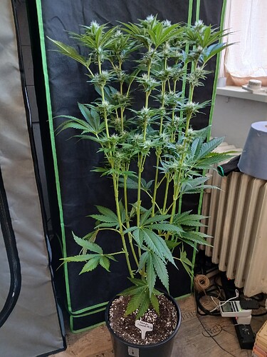 Growreport Bild 19