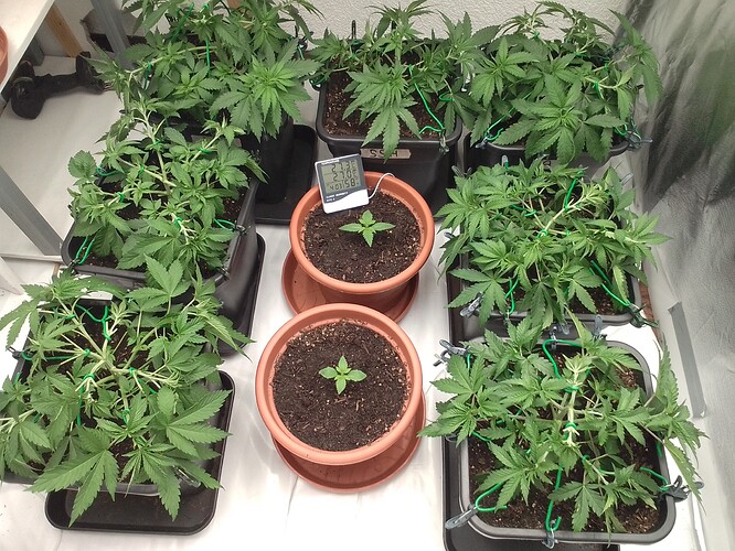 Growreport Bild 5