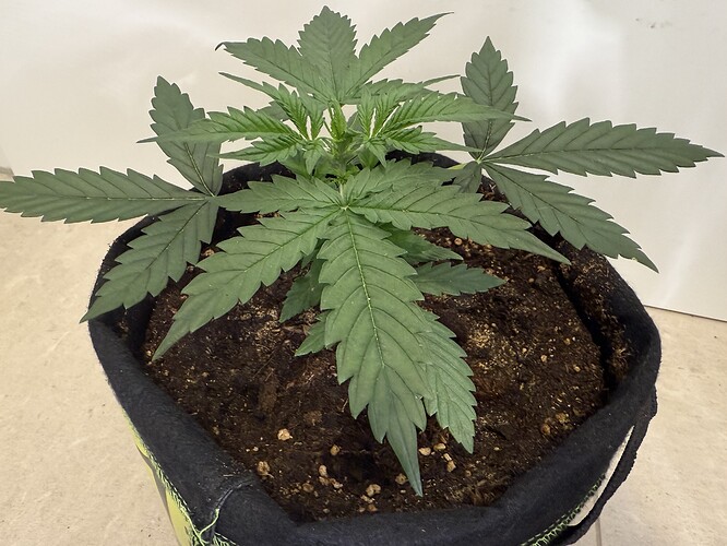 Growreport Bild 7