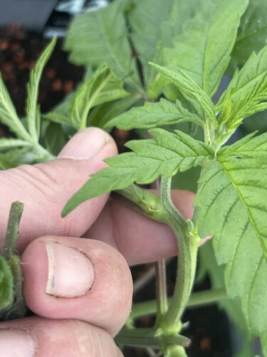 Growreport Bild 34