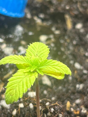 Growreport Bild 45