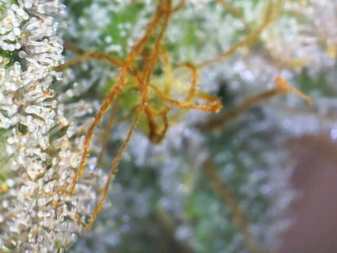 Growreport Bild 17