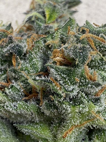 Growreport Bild 6