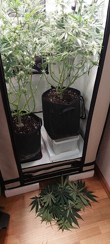 Growreport Bild 4