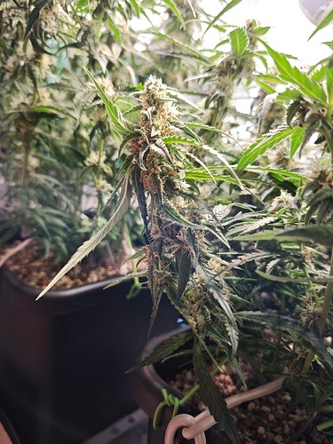 MVIMG_20251107_163621