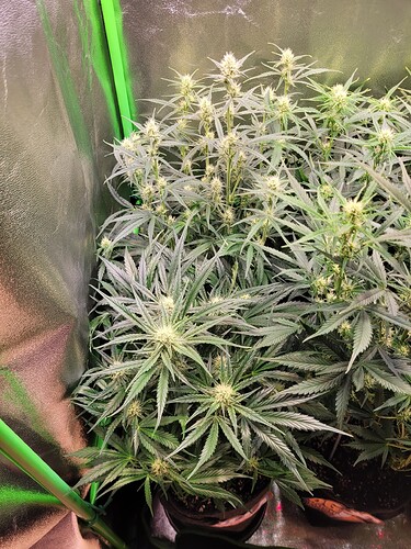 Growreport Bild 3