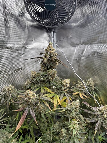 Growreport Bild 3