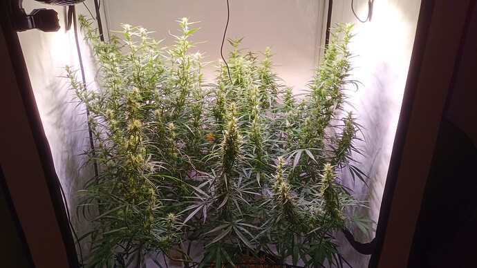Growreport Bild 2