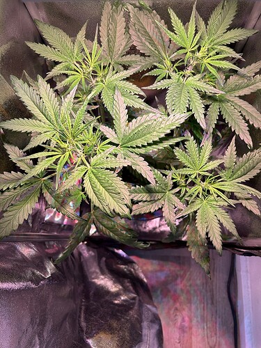 Growreport Bild 1