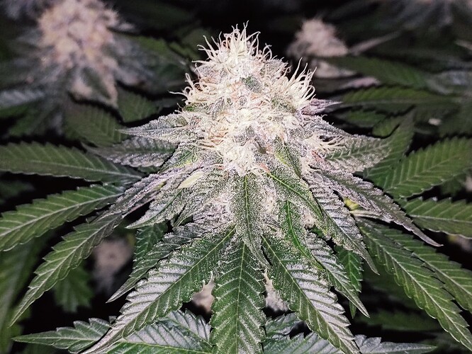 Growreport Bild 5