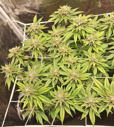 Growreport Bild 9