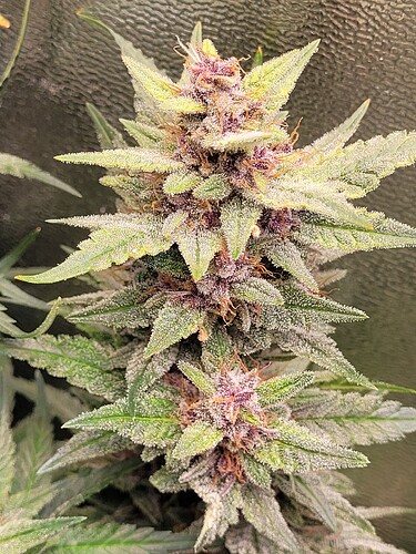 Growreport Bild 29