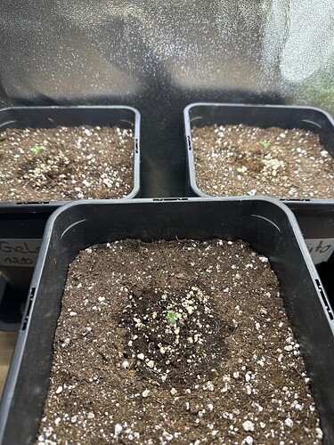 Growreport Bild 33