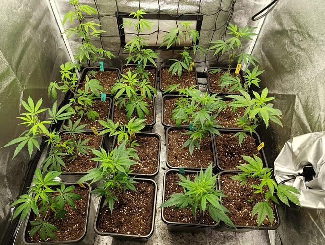 Growreport Bild 3