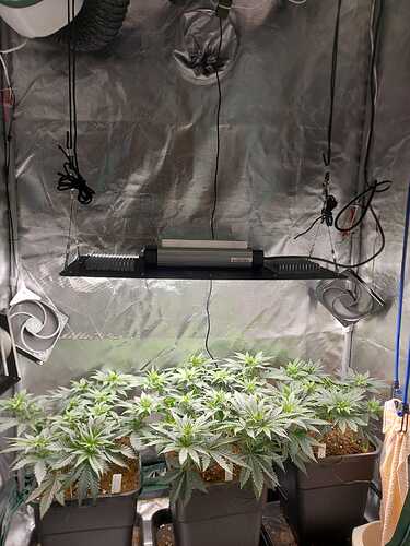 Growreport Bild 3