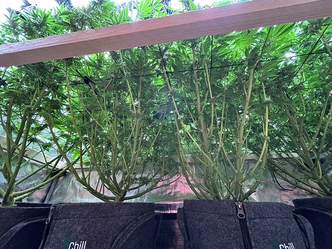 Mehrere Cannabis-Pflanzen in der Wachstumsphase, die unter einer Holzleiste und einem Netz hochgebunden sind. Die Pflanzen sind dicht und zeigen viele Stängel.