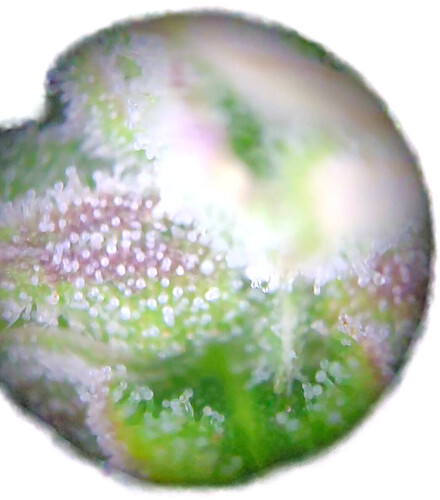 Growreport Bild 12