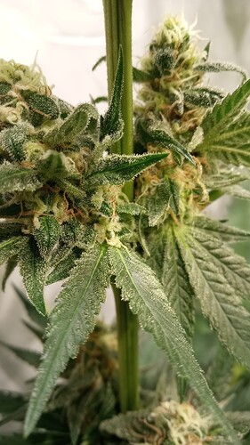 Growreport Bild 24