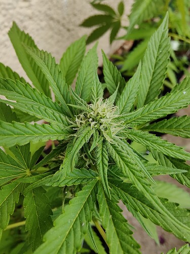 Growreport Bild 13