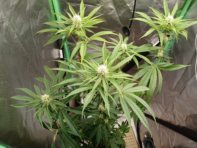 Growreport Bild 8