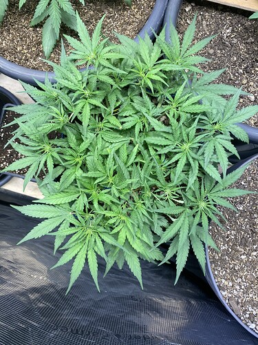 Growreport Bild 56