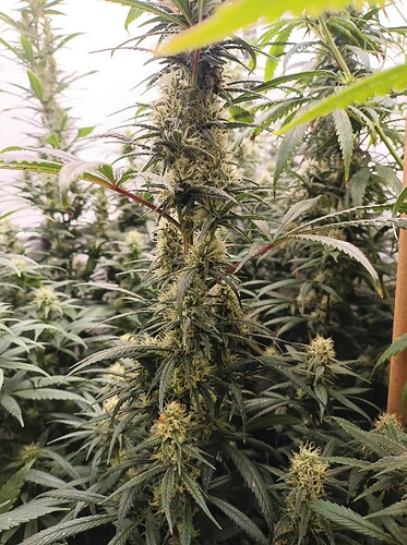 Growreport Bild 28