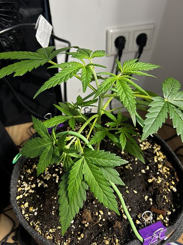 Growreport Bild 7