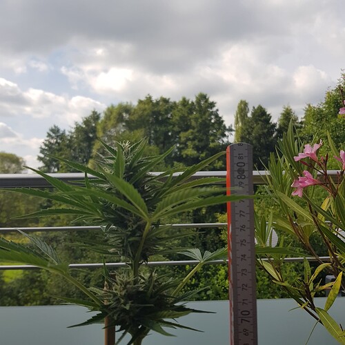 Growreport Bild 14