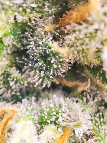 Growreport Bild 23