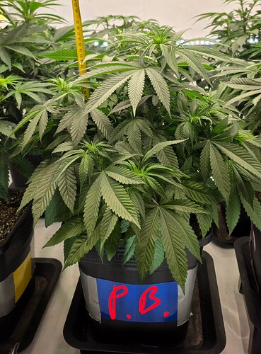 Growreport Bild 15