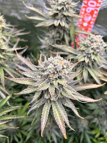 Nahaufnahme einer blühenden Cannabis-Pflanze mit violetten Blättern und harzigen Blütenständen.