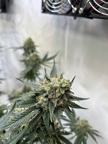 Growreport Bild 19